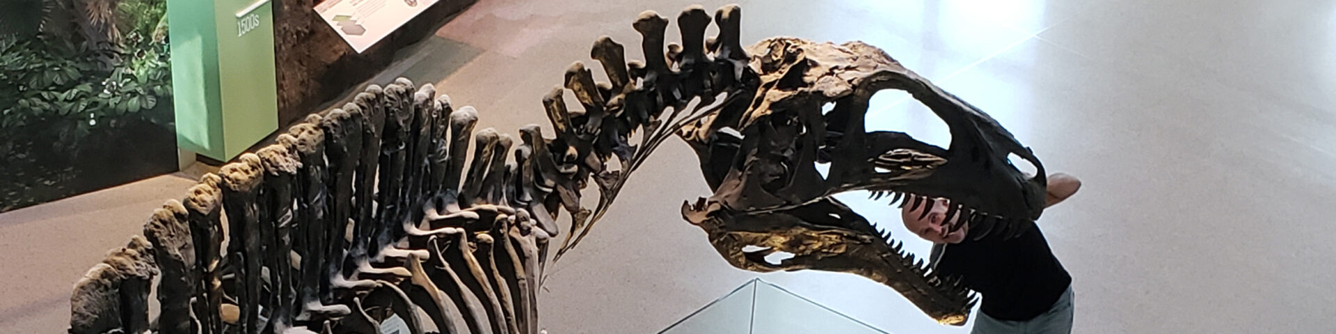 My head in Tyrannosaurus Rex jaws at the Witte Museum San Antonio Texas